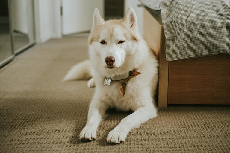 How to Set Up a Cozy and Safe Pet-Friendly Home Corner